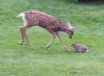 Őzike mentette meg a nyulat az éhes sólyom karmai közül- Mesébe illő jelenet: