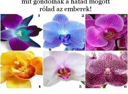 Válassz egy virágot és megmondjuk mit gondolnak a hátad mögött rólad az emberek! Vigyázz, ez nagyon durva lesz!