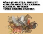 Amelyik állatot először látod meg a képen, elárulja, mi vár rád 2022-ben
