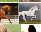 Bökj az egyik csodás paripára - elárulja, mi vár Rád 2022-ben!