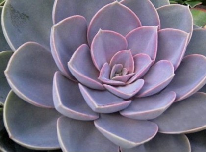 Magyarok titka:a növény, ami elmulasztja az allergiát és 100 más betegséget kezel