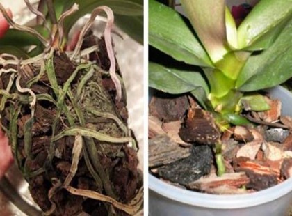 Végre megvan az orchideák nagy titka – ha ezt az 5 dolgot betartod, egész évben virágzik majd a Tiéd is!