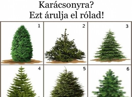 Te melyik fát vinnéd haza Karácsonyra? Ezt árulja el rólad!