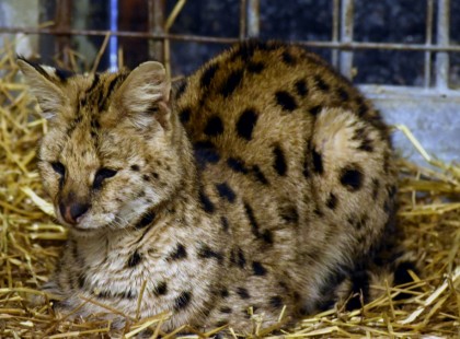 Koronavírusban elpusztult a Bükkben befogott szervál!A vizsgálatok megállapították, hogy halálát Covid19 koronavírus betegség okozta.