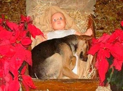 Kóbor kutyus bújt a Jézuska jászlába, ami ezután történt szívmelengető!