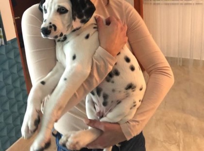 Ezzel a fontos kéréssel fordultak az állatvédők az emberekhez szilveszter előtt