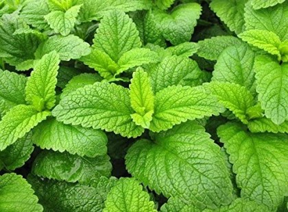 Egyetlen nő otthonából se szabadna hiányoznia ennek a növénynek! Enyhíti a stresszt, kezeli a herpeszt, megszünteti a puffadást! Akár a konyhánkban is termeszthetjük!