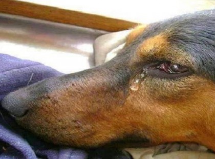 Kedves Anyu, és Apu! Ma meghaltam….