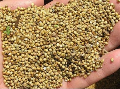 Nagyszüleink még naponta fogyasztották, mert tudták, hogy megakadályozza az érelmeszesedést és normalizálja a vérnyomást!