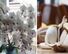 A fokhagyma az orchidea igazi erőlevese! Már egyetlen hónap alatt akár 50 virágot is hoz, ha ezt kipróbálod!