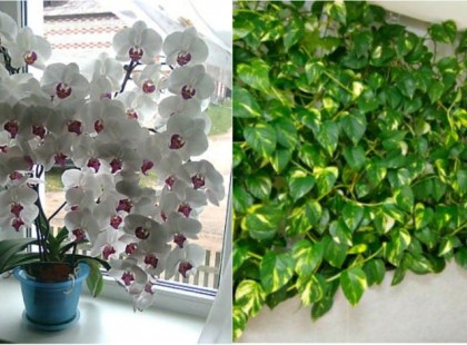 Bő virágzás, buja levélzet ezzel az egyszerű, olcsó tápoldattal locsoljuk őket!