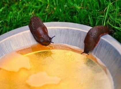 Kertesek figyelem! – Ez fantasztikus! – Ezt a trükköt minden kerttulajdonosnak ismerni kell!