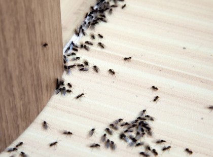 Permetezd körbe a házad ezzel a házi spary-vel, és örökre elmenekülnek a hangyák