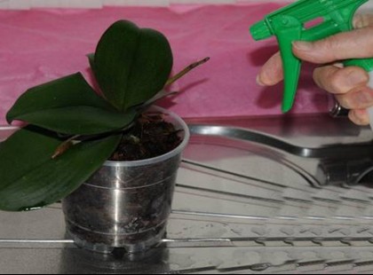 Egyetlen fűszer, ami a konyhádban bujkál, virágaid igazi csodafegyvere lehet! Mutatjuk hogy alkalmazd!