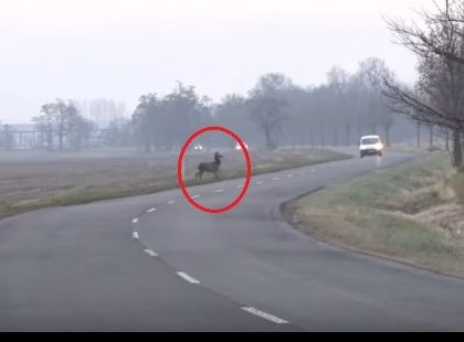 Ezt figyeld!Intett a főszarvas, hogy át akarnak kelni az úton, meg is kapták az elsőbbséget, ahogy kell