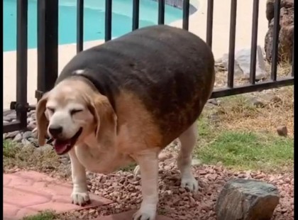 Ez szerintetek nem állatkínzás? A sokkolóan nagyra hízott egy aranyos kutya – Ezzel védekezett a gazda: