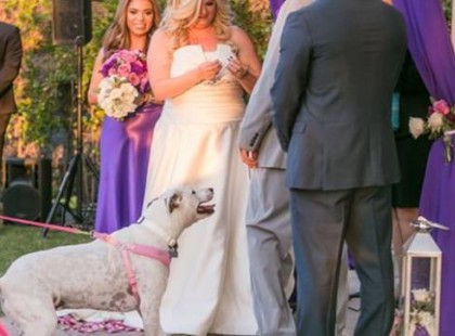 Az esküvőn a kutya ugatni kezd egy nőt. Percekkel később olyan szörnyű tragédia történik, ami a rémálmainkban se jöjjön elő!