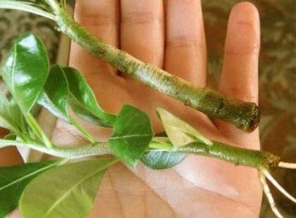 Egy kertész ismerősöm javasolta ezt a technikát: Mióta kipróbáltam, bármilyen növényt képes vagyok gyökereztetni, szinte burjánzik nálunk a sok dús növény!