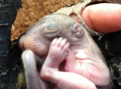 A kert végében lelt rá a száraz háncs között. Ma már központi szerepet foglal el az életében: