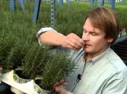 Ennek a fűszernövénynek a szagolgatása 75%-kal javíthatja a memóriádat!