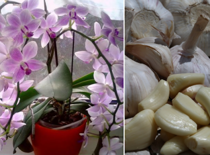 Tudtad? A fokhagyma az orchidea elixírje – Egyetlen hónap alatt, akár 50 virágot is hoz, ha Ezt kipróbálod!