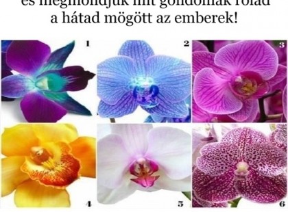 Válassz egy nőnapi virágot és megmondjuk mit gondolnak a hátad mögött rólad az emberek! Vigyázz, ez nagyon durva