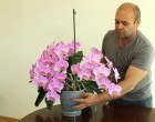 Sokan nem tudják! Hogyan neveljünk orchideát cserépben?