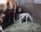 A ló épphogy életet adott csikójának... ami ezután történik, sokkolja a gazdáját