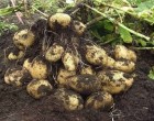 Titkos burgonya termesztési trükk: egy gumóból akár 40 vödör krumplid is lehet!