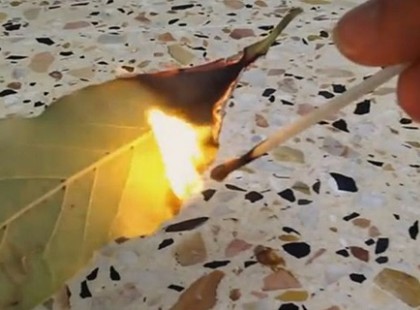 Égess el 3 babérlevelet! Egy orosz tudós kutatásaival is igazolta, milyen hatásos.