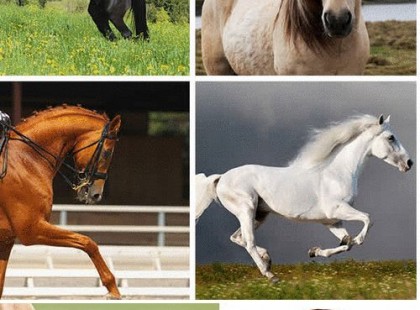 Bökj az egyik csodás paripára - elárulja, mi vár Rád 2022-ben!