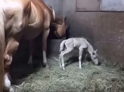 A ló épphogy életet adott csikójának... ami ezután történik, sokkolja a gazdáját