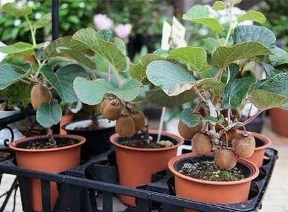 Így termessz kiwit te magad is! Mi már ettünk az első termésből, 100-szor finomabb, mint a bolti!