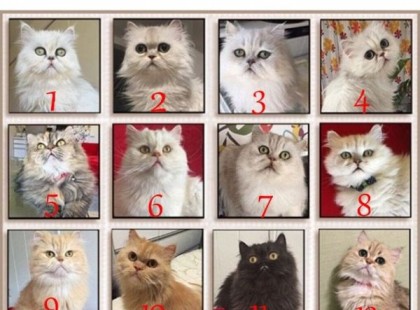 Válassz egy cicát és nézd meg, mit hoz 2022!