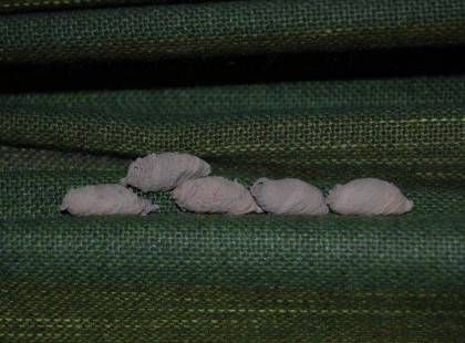 Lakossági figyelmeztetés! Az ágyába is beköltözhet ez a veszélyes rovar! Ha ilyet lát azonnal csukja be az ajtókat, ablakokat! Fontos! Itt tájékozódhat