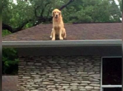 A szomszédok folyamatosan hívták a rendőröket a kutya miatt, amíg a tulajdonosai fel nem fedték az imádnivaló igazságot