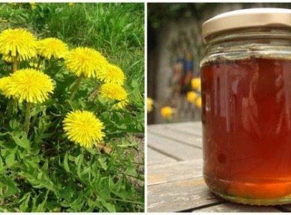Így készíthetsz pitypang-mézet!A legjobb méregtelenítő és májvédő növény, aminek minden része hasznosítható.