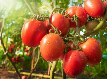 1 filléres házi készítésű oldat paradicsomra, ami nyár végéig felturbózza a termésed