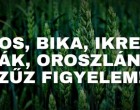 Kos,Bika,Ikrek,Szűz,Rák,Oroszlán: Fényes időszakra számíthatsz az életedben! Ezek következnek: