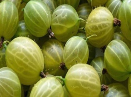 Ez az apró gyümölcs a világ egyik legerősebb antioxidánsa. Rendkívül hasznos, ha ízületi vagy veseproblémákkal küzdesz!