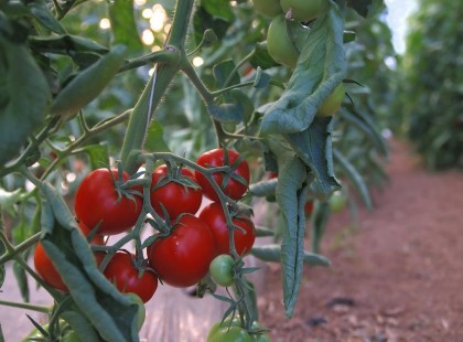 A legjobb barátnőm adta a tanácsot: ekkor lehet idén kiültetni a paradicsompalántát