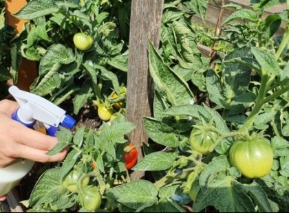 A magyarok nagy trükkje: ezt permetezd a növényekre, nincs ennél hatásosabb