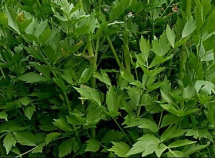 Régen elképzelhetetlen volt nélküle a húsleves, mára feledésbe merült. Ősi magyar fűszer, ami valódi életelixír