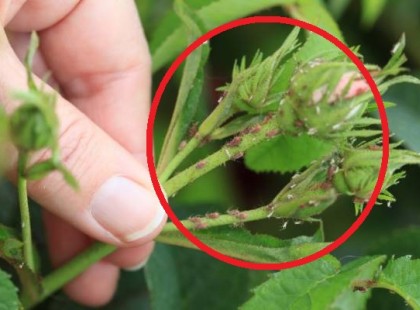 Nagyapámtól tanultam ezt a módszert: az én kertemben hírből sincs levéltetű