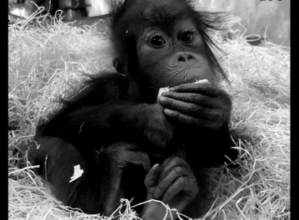 ELPUSZTULT A FŐVÁROSI ÁLLATKERT EGYIK KEDVENC SZTÁRJA, MÓRIC, AZ ORANGUTÁNKÖLYÖK