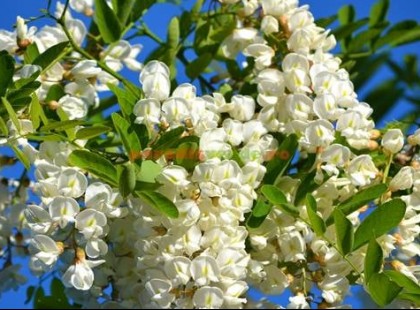 Gyerekkorunk egyik kedvenc csemegéje volt… Ki tudja mi van a képen?