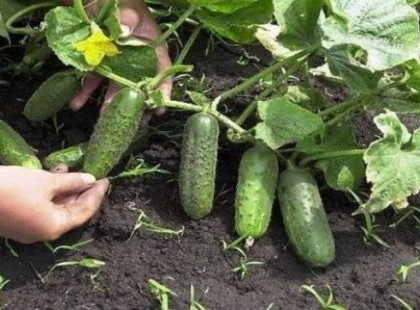 4 fajta filléres házi készítésű oldat uborkára, ami nyár végéig felturbózza a termésed