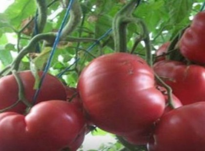 Ezzel a természetes, házi tápoldattal kezeltem meg a paradicsomom, nézd mi lett belőle 1 hét alatt!