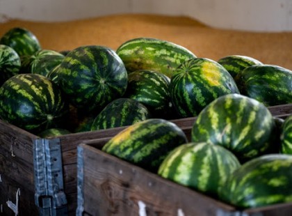 Olyan ára lehet idén a dinnyének, hogy csak a gazdagok falatozhatnak majd belőle