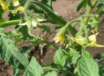 Szárazak a paradicsomtöveid? Van egy jól bevált módszerem, ami életre kelti a növényeid és roskadoznak majd a gyönyörű, mézédes paradicsomoktól!